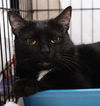 Savannah the Cute-Faced Loving Tuxedo Kitten