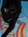 Savannah the Cute-Faced Loving Tuxedo Kitten