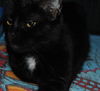 Savannah the Cute-Faced Loving Tuxedo Kitten