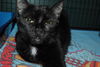 Savannah the Cute-Faced Loving Tuxedo Kitten