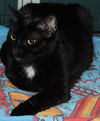 Savannah the Cute-Faced Loving Tuxedo Kitten