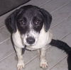 Ellie the Border Collie