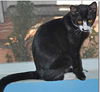 Sasha the Pounce & Play Kitten