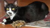 Sasha the Pounce & Play Kitten