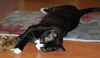 Sasha the Pounce & Play Kitten