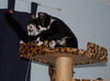 Sasha the Pounce & Play Kitten