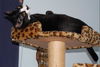 Sasha the Pounce & Play Kitten