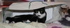 Sasha the Pounce & Play Kitten