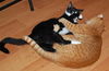 Sasha the Pounce & Play Kitten