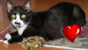 Sasha the Pounce & Play Kitten