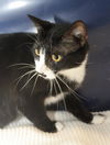 Sasha the Pounce & Play Kitten