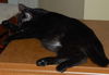 Lexy the Princess Kitten