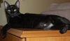 Lexy the Princess Kitten