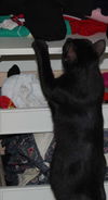 Lexy the Princess Kitten