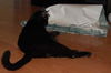 Lexy the Princess Kitten