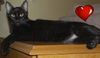 Lexy the Princess Kitten