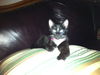 Pooh Bear the Outgoing Tuxedo Kitten (video)