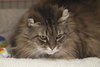 Rosie the Maine Coon Beauty