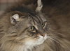 Rosie the Maine Coon Beauty