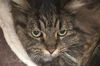 Siege the Maine Coon Mix