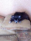 Lil Dog the Pomeranian