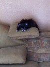 Lil Dog the Pomeranian
