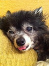 Lil Dog the Pomeranian