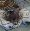 Lil Dog the Pomeranian