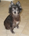 Lil Dog the Pomeranian