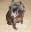 Lil Dog the Pomeranian