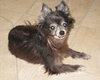 Lil Dog the Pomeranian