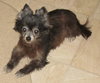 Lil Dog the Pomeranian