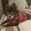 Lil Dog the Pomeranian