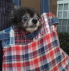 Lil Dog the Pomeranian