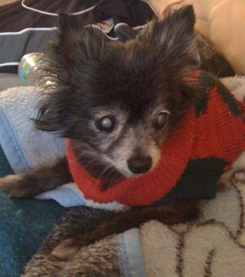 Lil Dog the Pomeranian