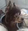 Lil Dog the Pomeranian