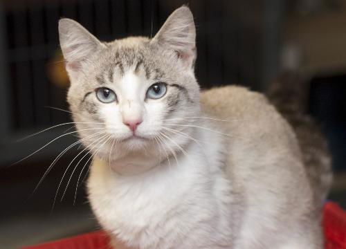 Jackson the Siamese Cutie Pie