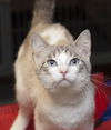 Jackson the Siamese Cutie Pie