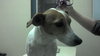 Levi the Senior Jack Russell