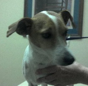 Levi the Senior Jack Russell