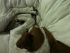 Levi the Senior Jack Russell