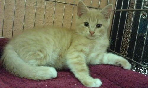 Garrette the Kitten