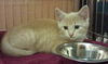 Garrette the Kitten