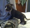 Sky the Grey-Blue Puppy