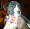 Sky the Grey-Blue Puppy