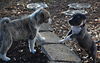 Sky the Grey-Blue Puppy