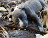 Sky the Grey-Blue Puppy
