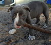 Sky the Grey-Blue Puppy