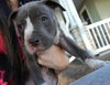 Sky the Grey-Blue Puppy
