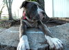 Sky the Grey-Blue Puppy